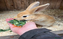Rex rabbits for sale: Rex Lop cross female rabbit - Image 2