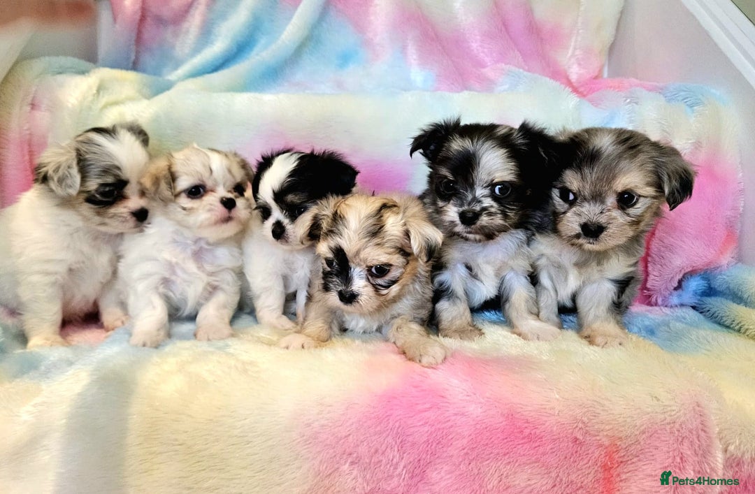 Chihuahua dogs for sale: Fluffy gorgeous chihuahua x Korean maltese  - Image 1