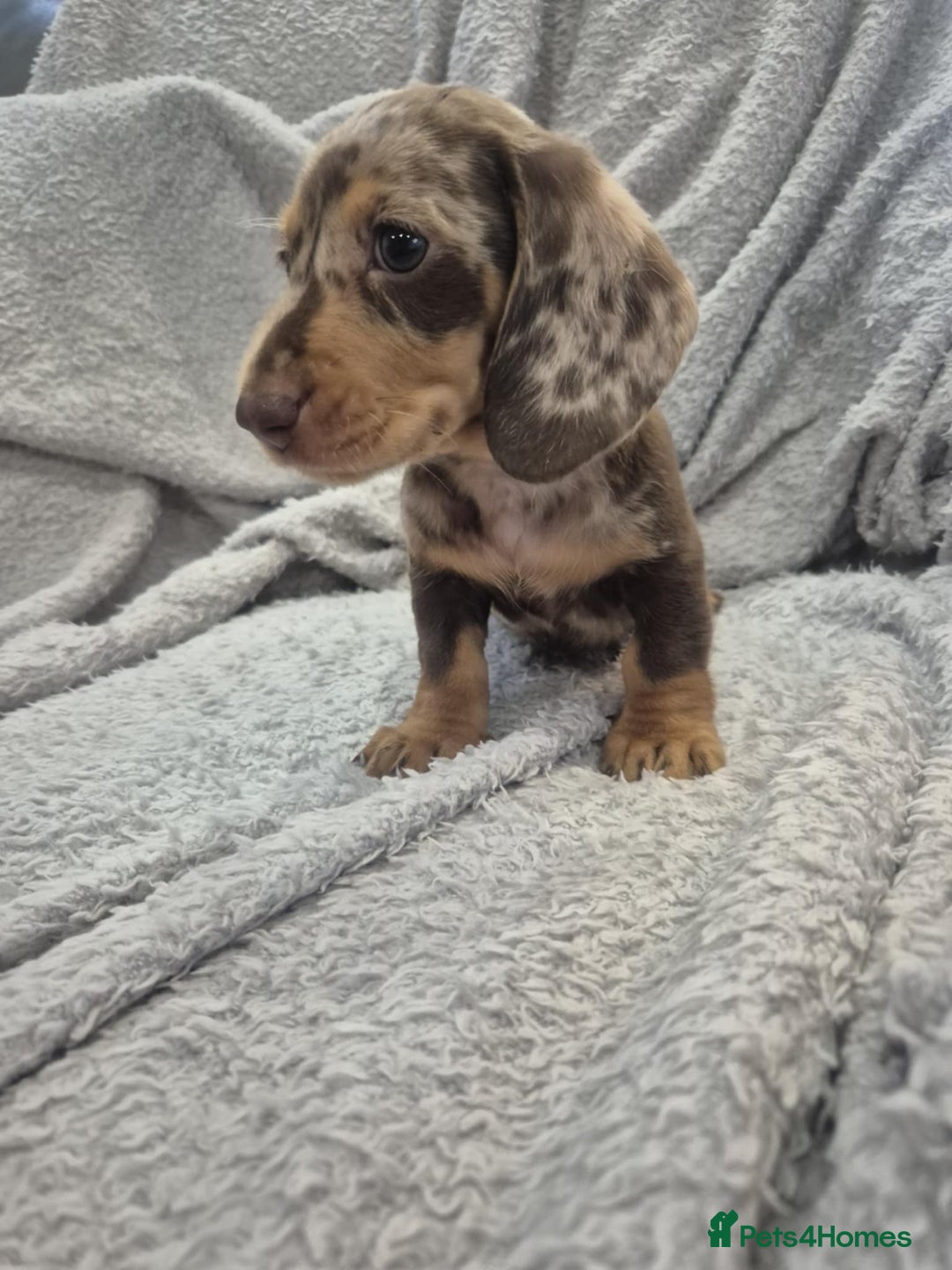 Miniature Dachshund dogs for sale: Kc dachshund babies ready next week - Image 21
