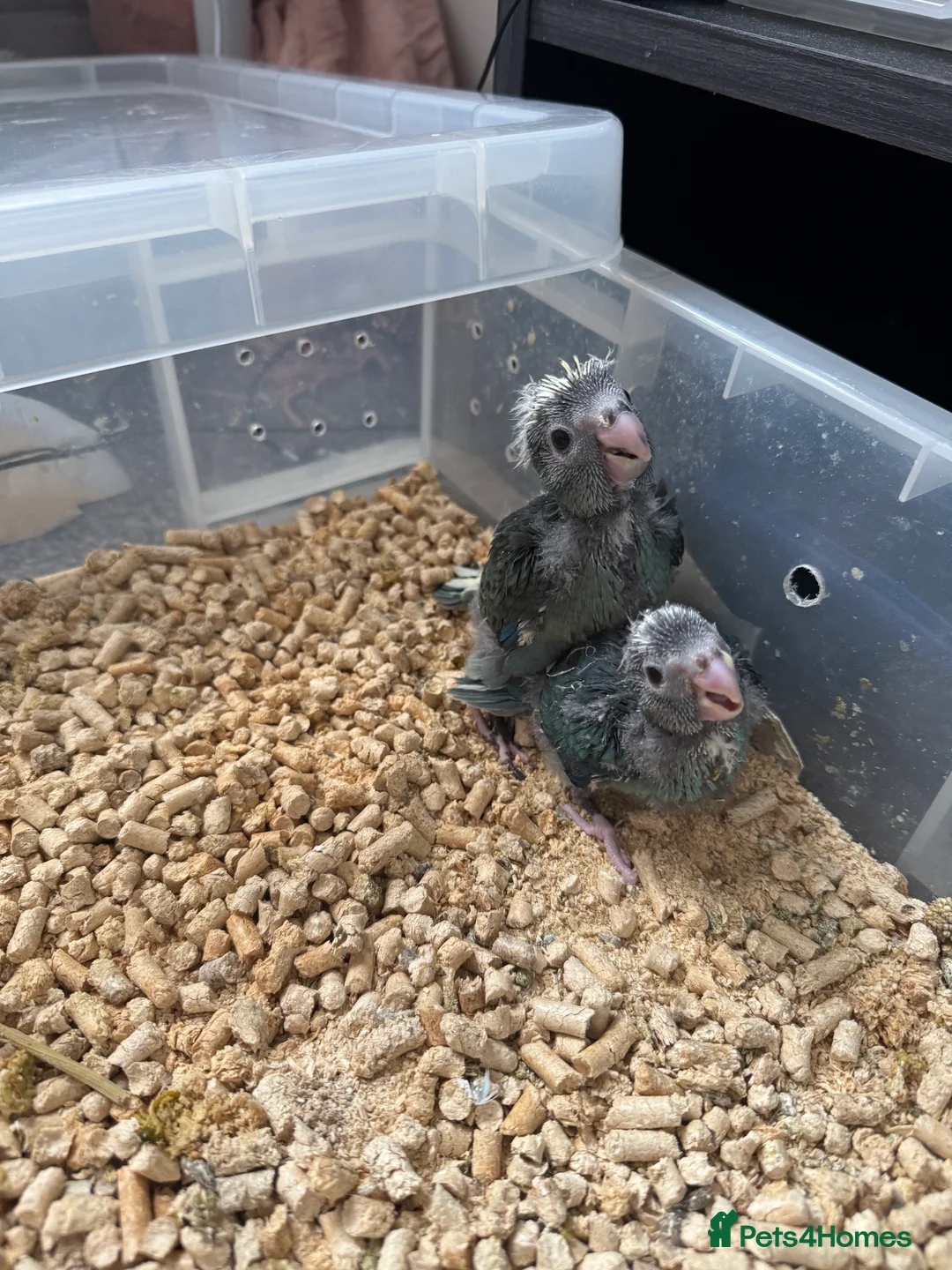 Parakeets birds for sale: Baby Hand reared Kakariki  - Advert 4