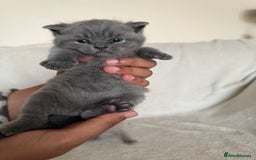 British Shorthair cats for sale: Gorgeous purebred British shorthair kittens - Image 10