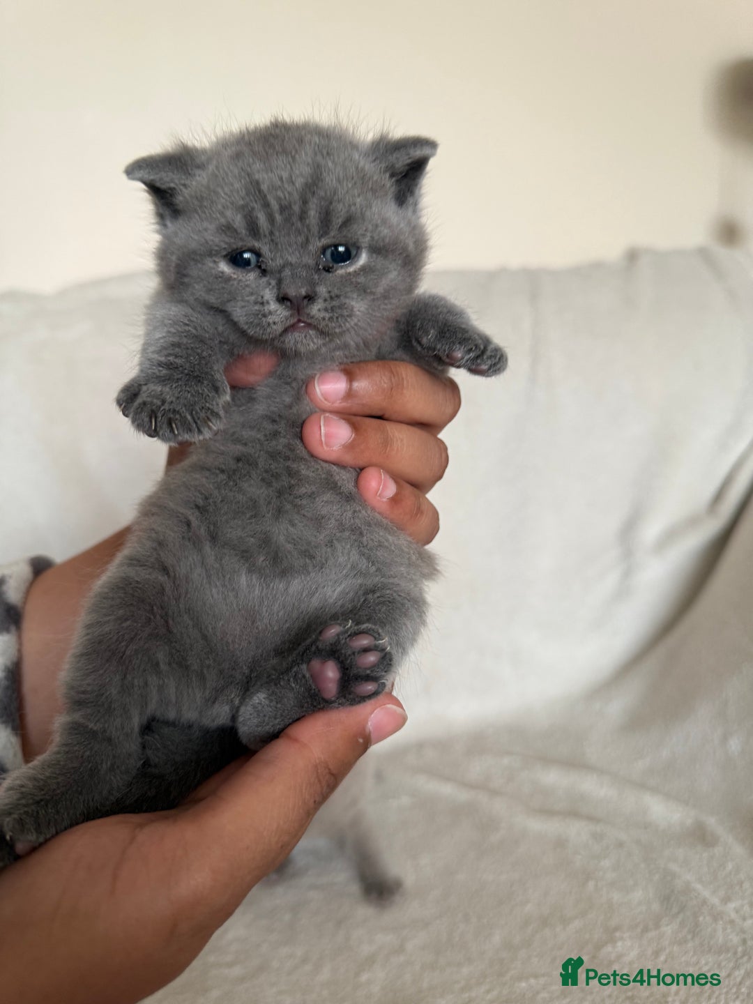 British Shorthair cats for sale: Gorgeous purebred British shorthair kittens - Image 10