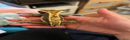 Gecko reptiles for sale: Crested Gecko- loving home wanted  in Norwich - Advert 6