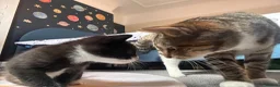 Mixed Breed cats for sale: 3 beautiful kittens ❤️ in Birkenhead - Advert 6