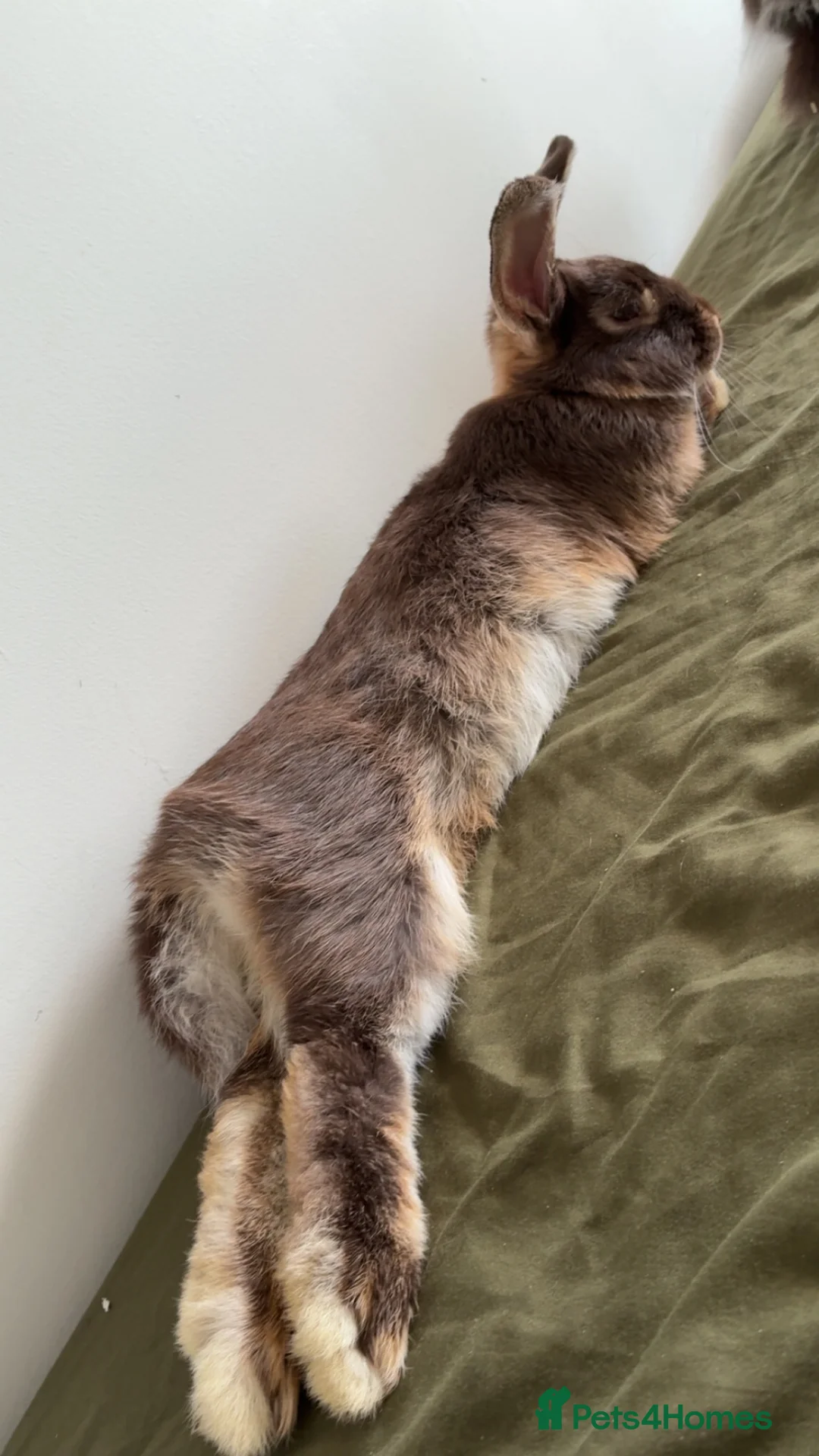 Springador dogs for sale: 2 baby bunnies   - Advert 2