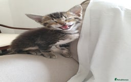 Tonkinese cats for sale: Beautiful Burmese X Baby - Image 7