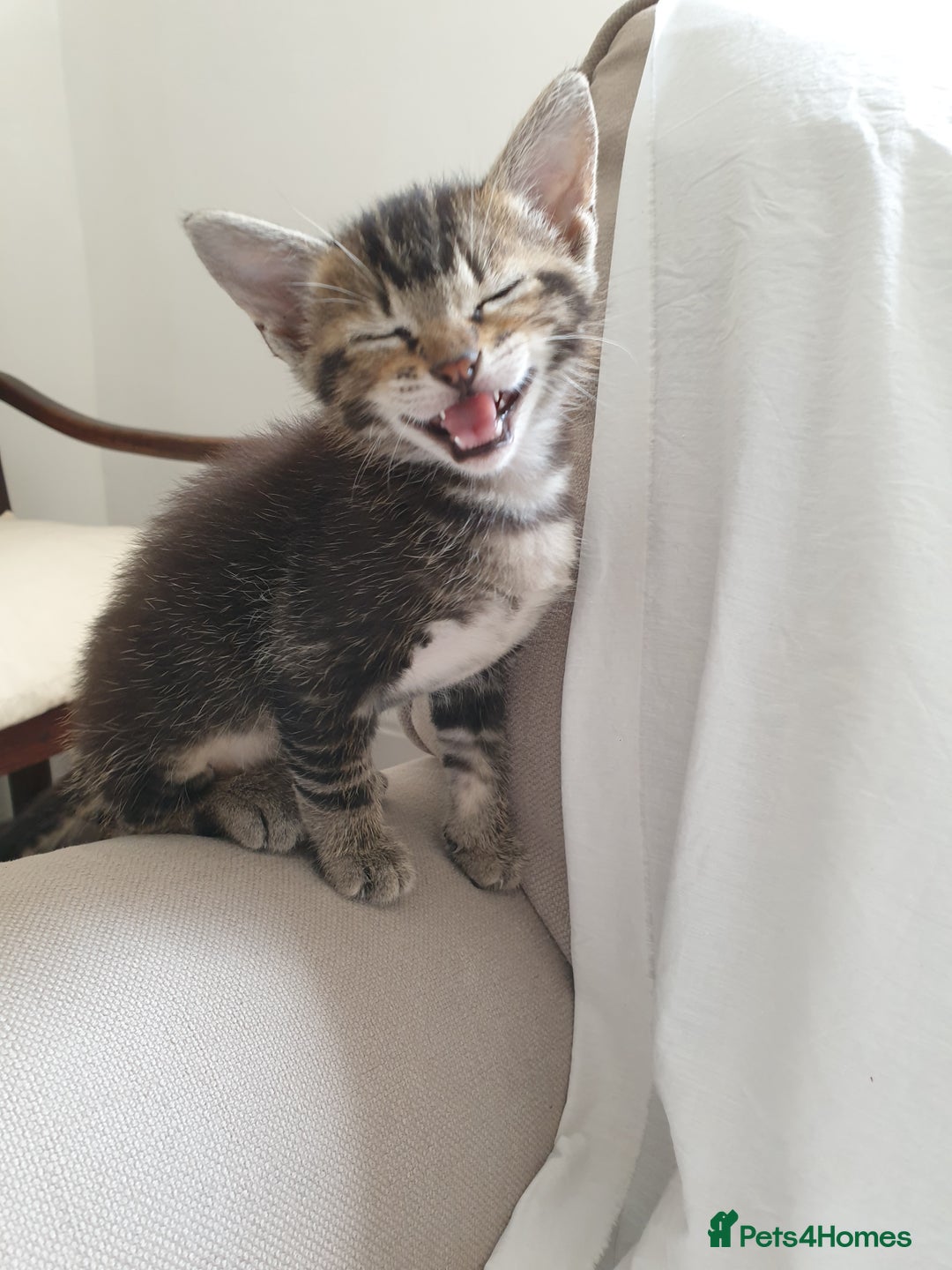 Tonkinese cats for sale: Beautiful Burmese X Baby - Image 7
