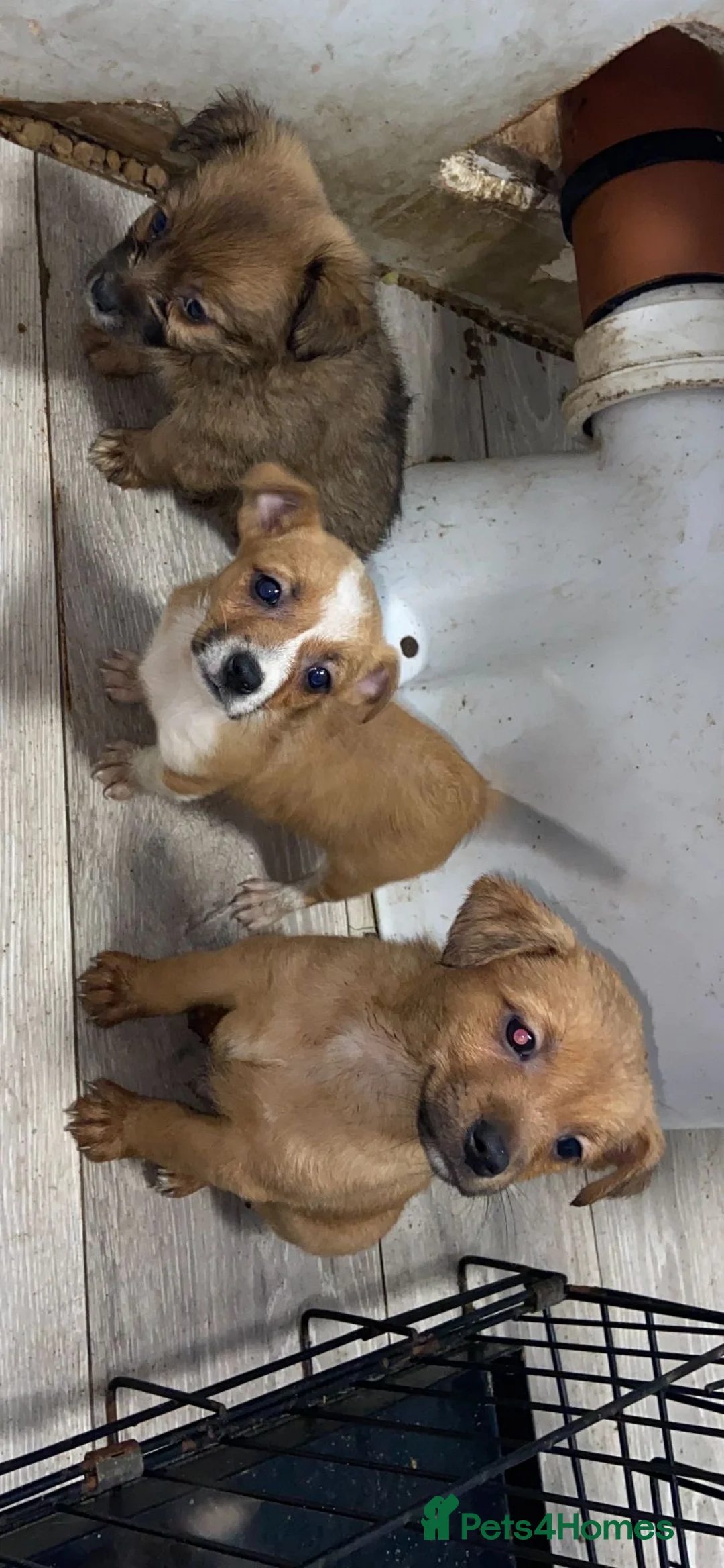 Jack Russell dogs for sale: Jack Russell puppies ready to leave  - Advert 14