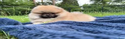 Pomeranian dogs for sale: Tiny Pomeranian Puppies  - Advert 17