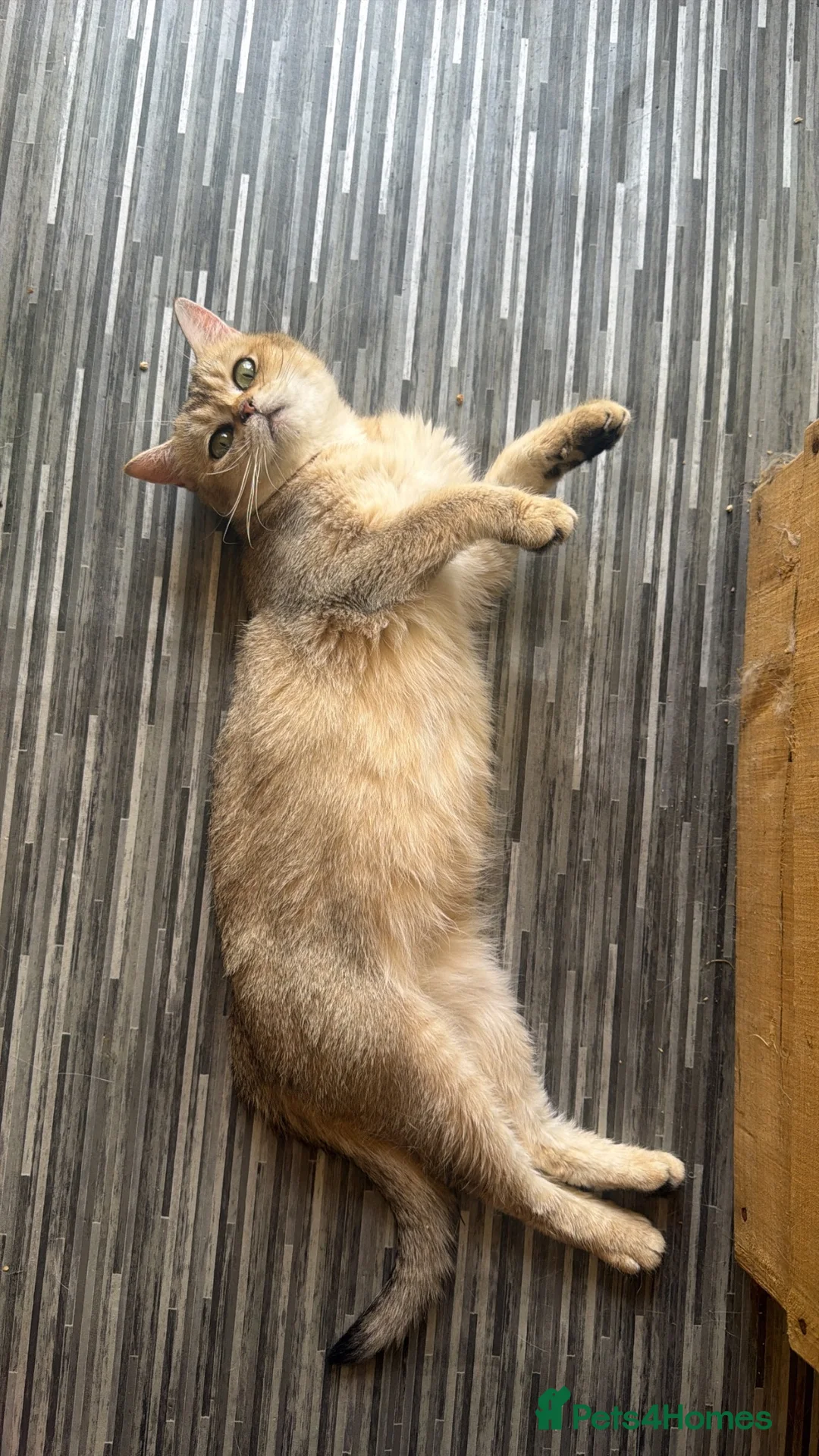British Shorthair cats for sale: 🐾 Beautiful British Shorthair – 2 Years Old 🐾 - Advert 2