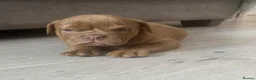 Olde English Bulldogge dogs for sale: Olde Tyme English bulldogge  in Newark - Advert 2
