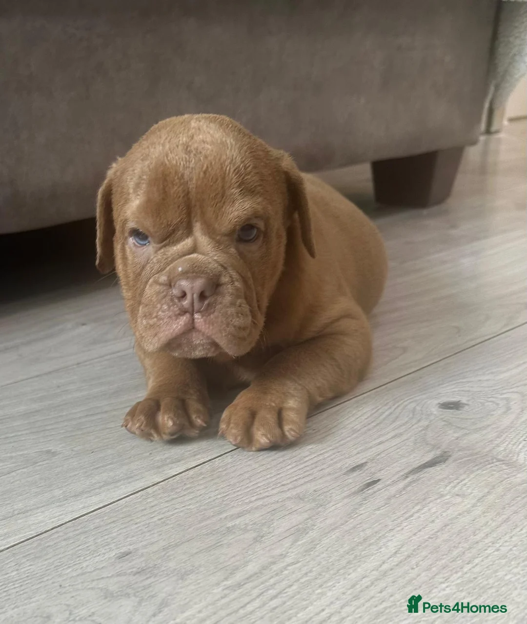 Olde English Bulldogge dogs for sale: Olde Tyme English bulldogge  in Newark - Advert 2