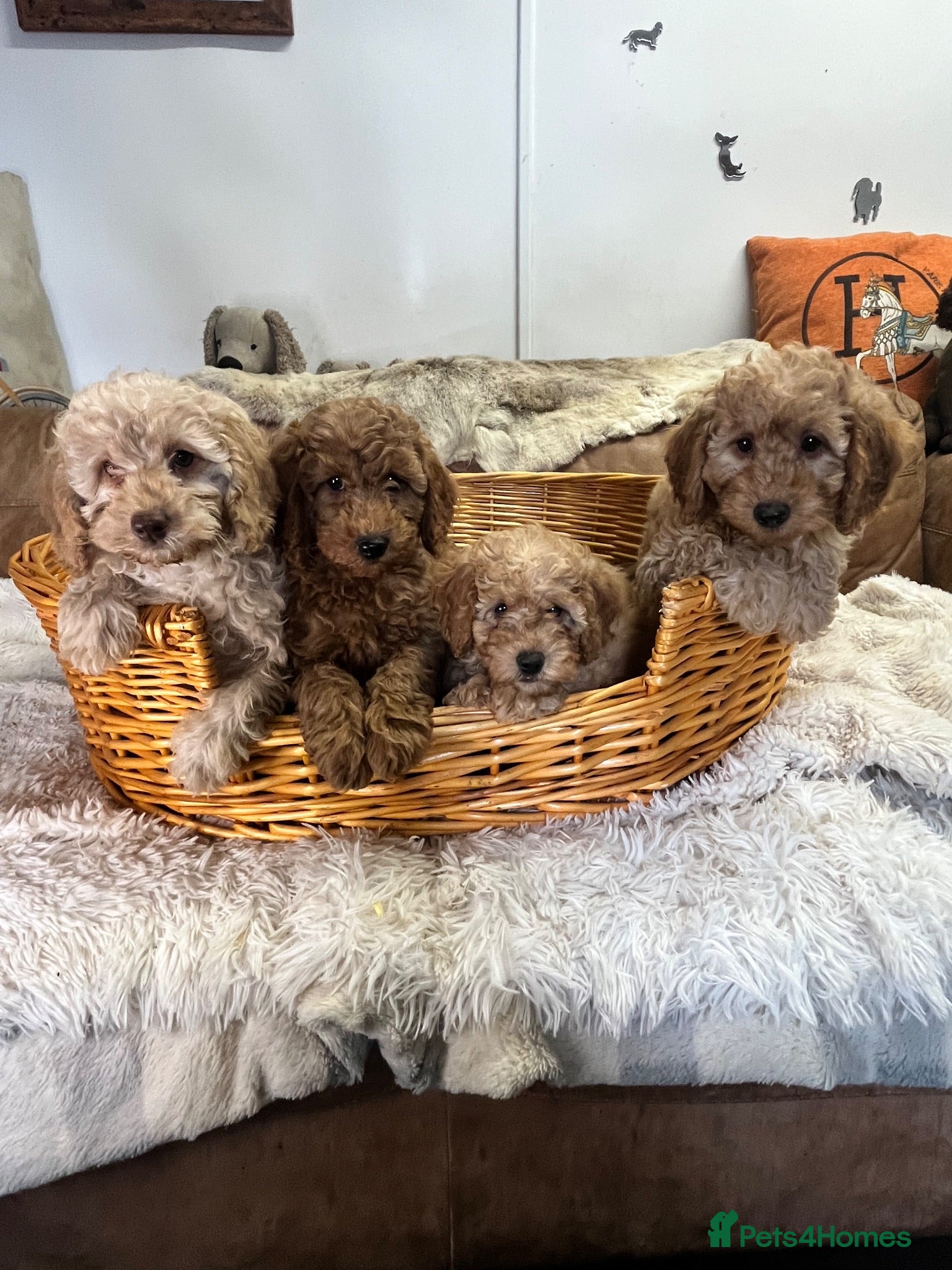 Miniature Poodle dogs stunningly fluffly fluff balls - Advert 2