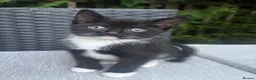 Mixed Breed cats for sale: M & F kittens  - Advert 2