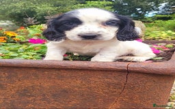 Cocker Spaniel dogs for sale: Stunning cocker spaniel puppies - Image 6
