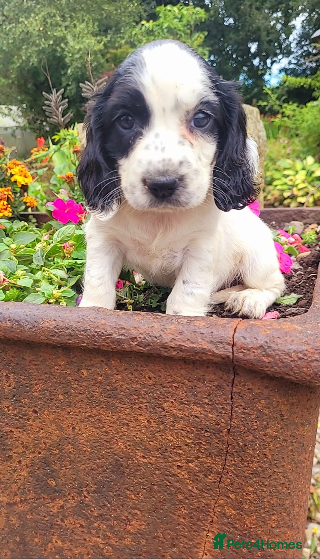 Cocker Spaniel dogs for sale: Stunning cocker spaniel puppies - Image 6
