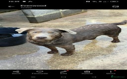 Labrador Retriever dogs for sale: American Labrador puppy  - Image 5