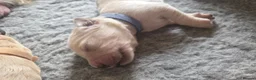Golden Retriever dogs for sale: 7 KC registered Golden Retriever puppies available - Advert 20