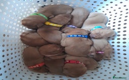 Labrador Retriever dogs for sale: Female(Red Collar) Fox Red Labrador KC registered - Image 4
