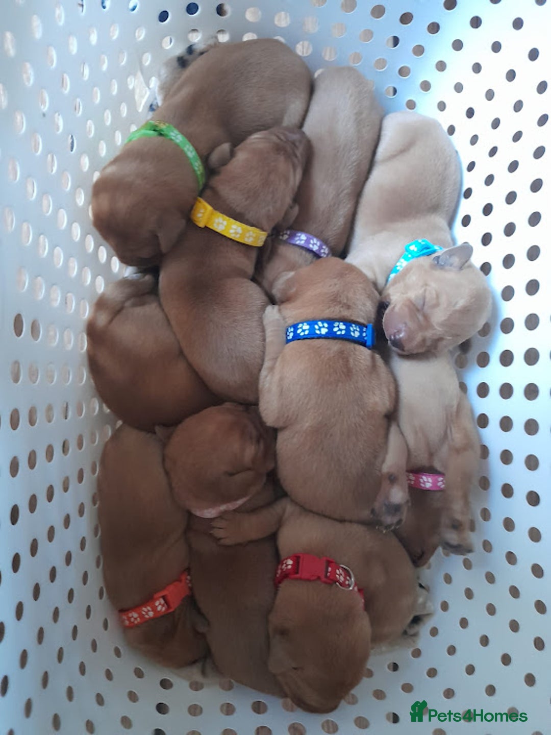Labrador Retriever dogs for sale: Female(Red Collar) Fox Red Labrador KC registered - Image 4
