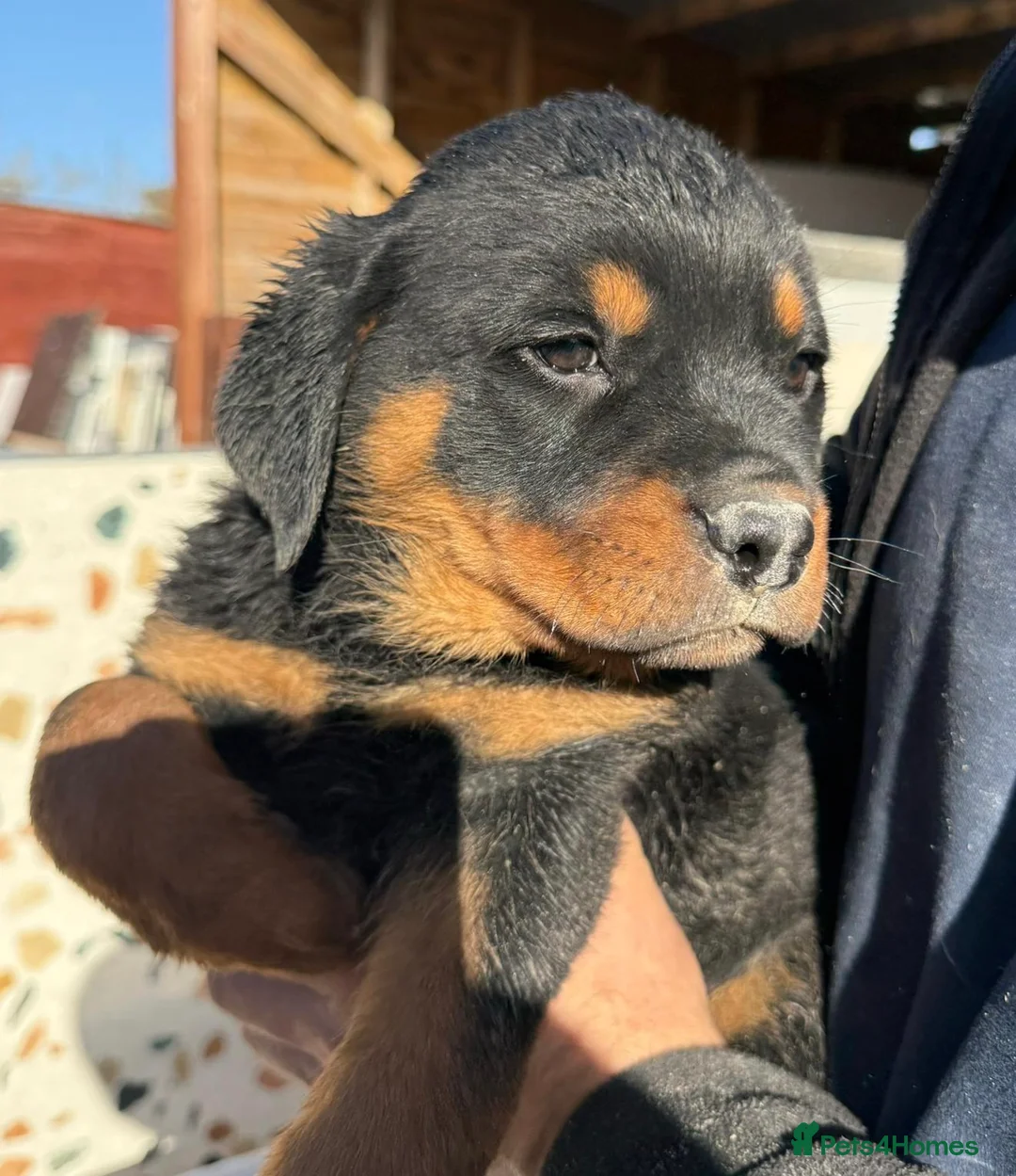 Rottweiler dogs for sale: Sad rehoming puppy  - Advert 2