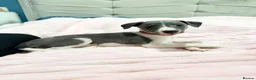 Whippet dogs for sale: Whippet puppies  - Advert 11