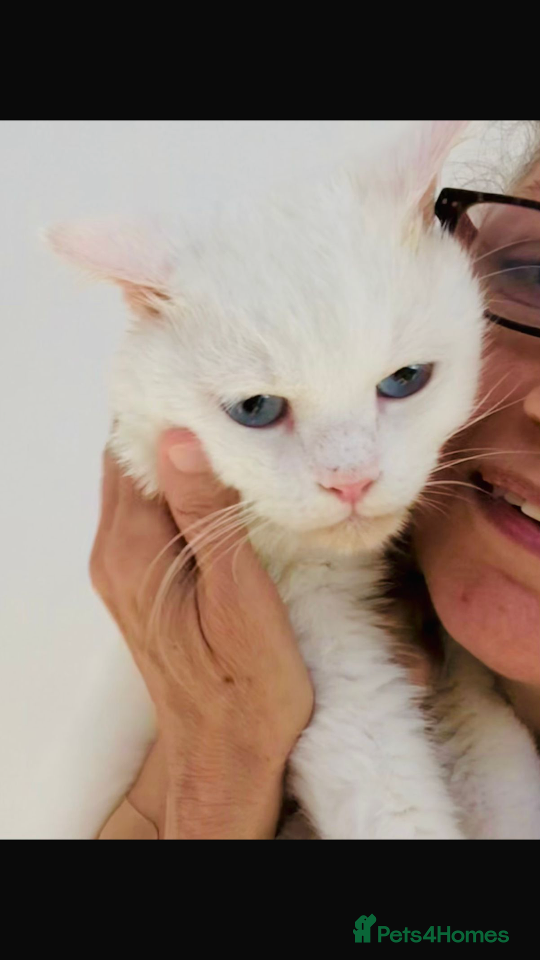 Mixed Breed cats for adoption: LENNON-MIX TURKISH ANGORA LIVELY BOY NEUTERED - Advert 3