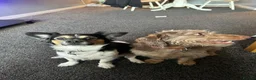 Doxiepoo dogs for sale: 5YR OLD DOXIEPOO FOR SALE in London - Advert 6