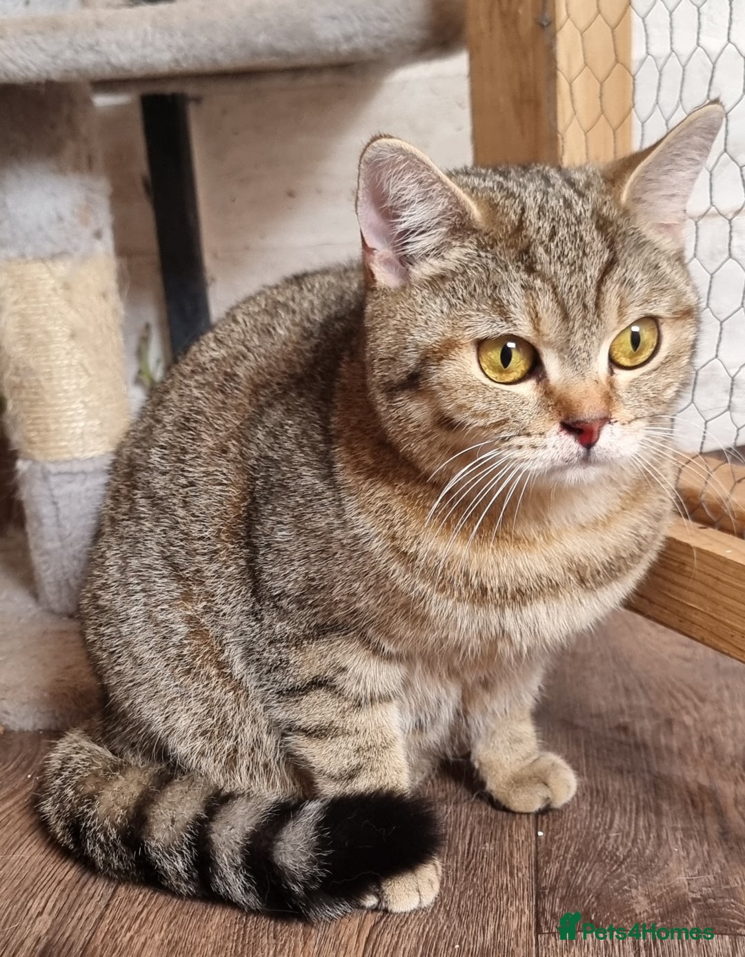 British Shorthair cats for sale: GCCF Golden Ticked Tabby British Shorthair - Advert 4