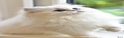 British Longhair cats for sale: TICA Pedigree Top Quality British Long Hair Kitten - Advert 6