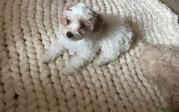 Cavapoo dogs for sale: Toy Cavapoo Puppies - Image 5