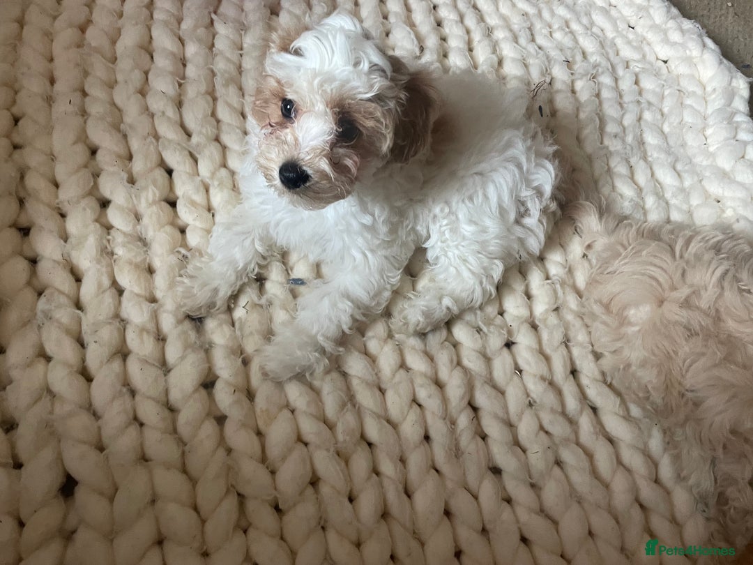 Cavapoo dogs for sale: Toy Cavapoo Puppies - Image 5