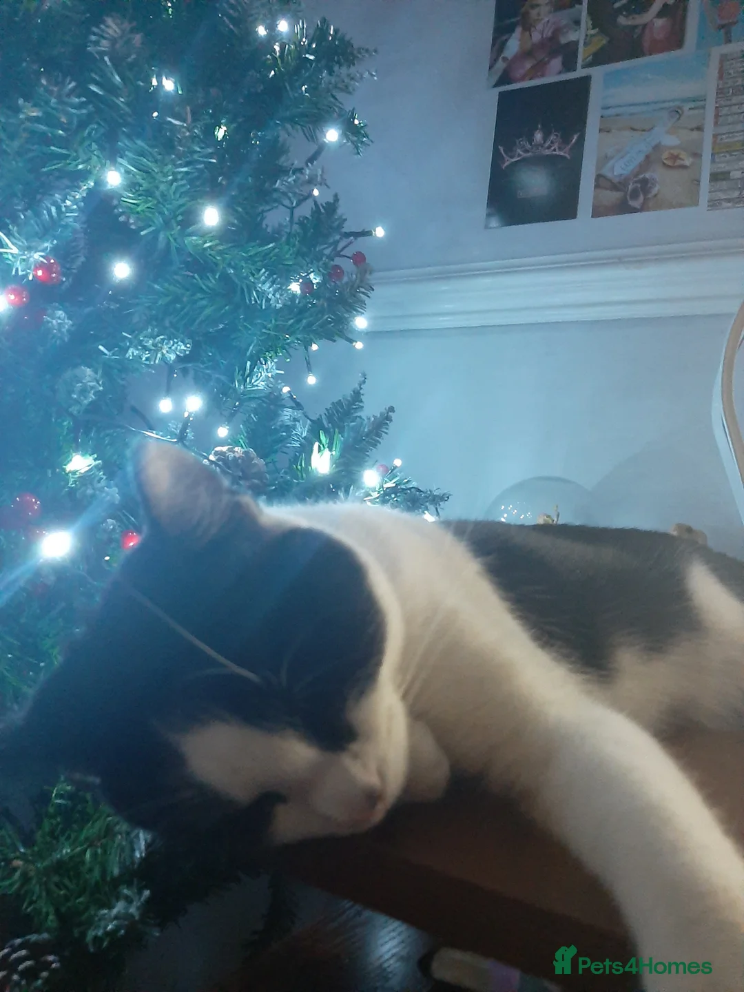 Mixed Breed cats for sale: Going for free because I'm immigrating  - Advert 12