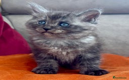 Mixed Breed cats for sale: Maine-coon / Ragdoll Kittens  - Image 10