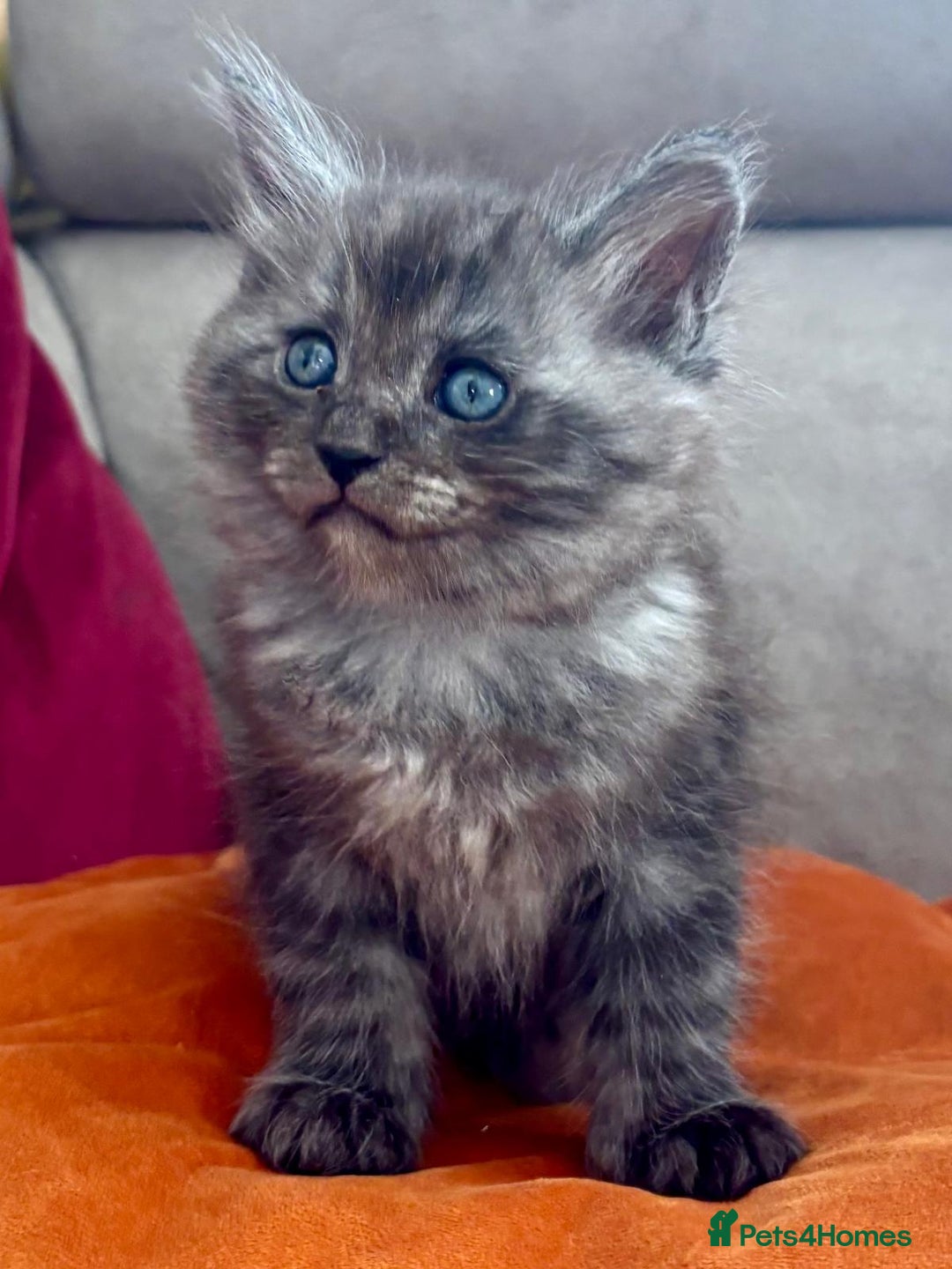 Mixed Breed cats for sale: Maine-coon / Ragdoll Kittens  - Image 10