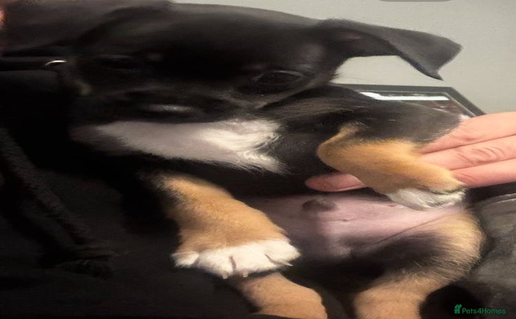 Mixed Breed dogs Beautiful Jack X Chihuha Boy Remaining  - Advert 5