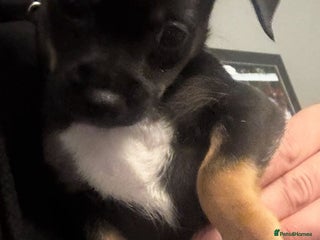 Mixed Breed dogs Beautiful Jack X Chihuha Boy Remaining - Advert 14