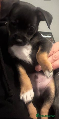 Mixed Breed dogs Beautiful Jack X Chihuha Boy Remaining - Advert 5