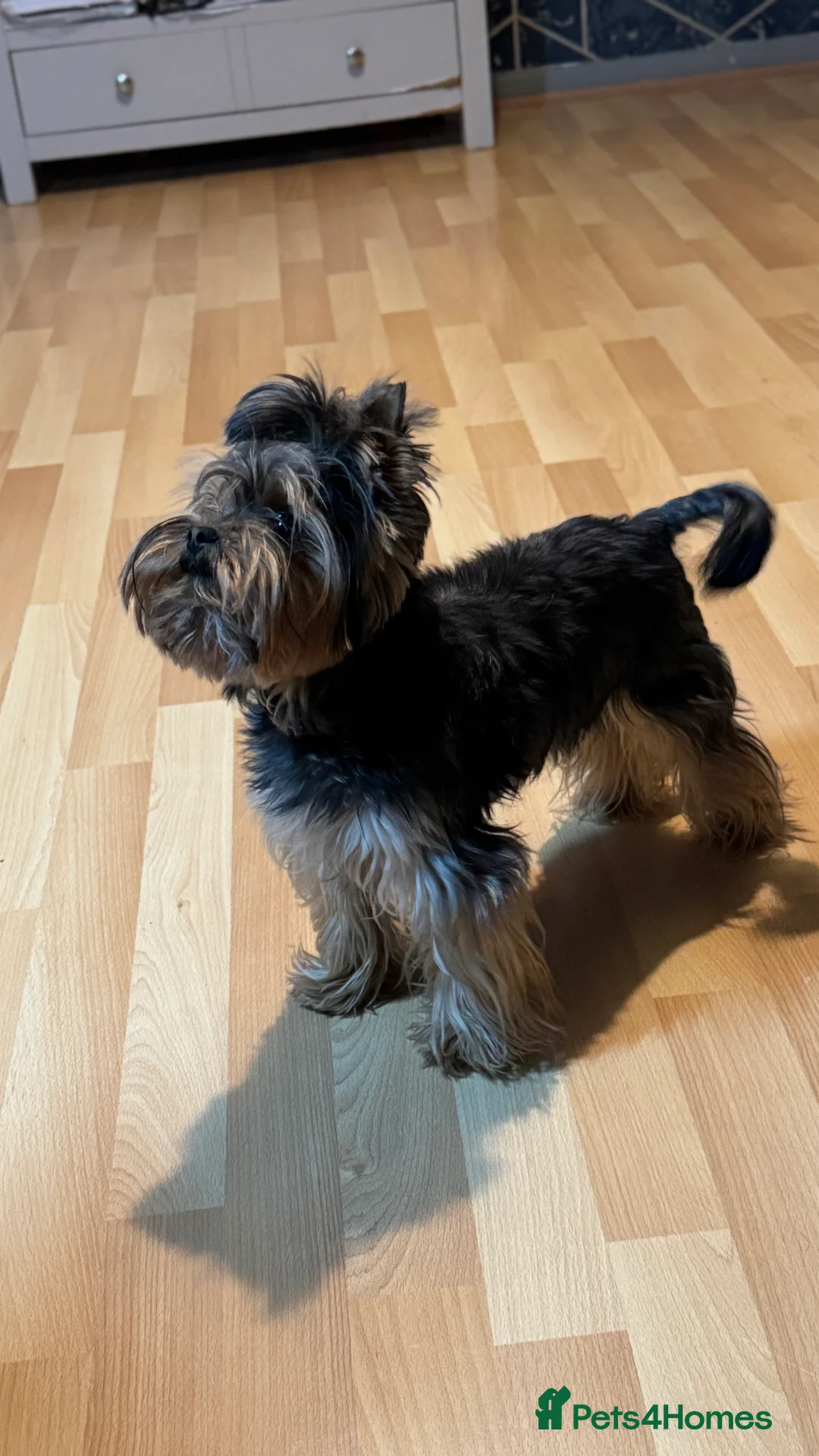 Yorkshire Terrier dogs for stud: Rocky - Advert 2