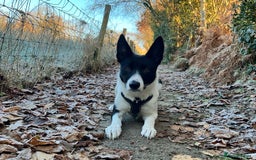 Border Collie dogs for sale: 3 year old male border collie - Kipper - Image 4