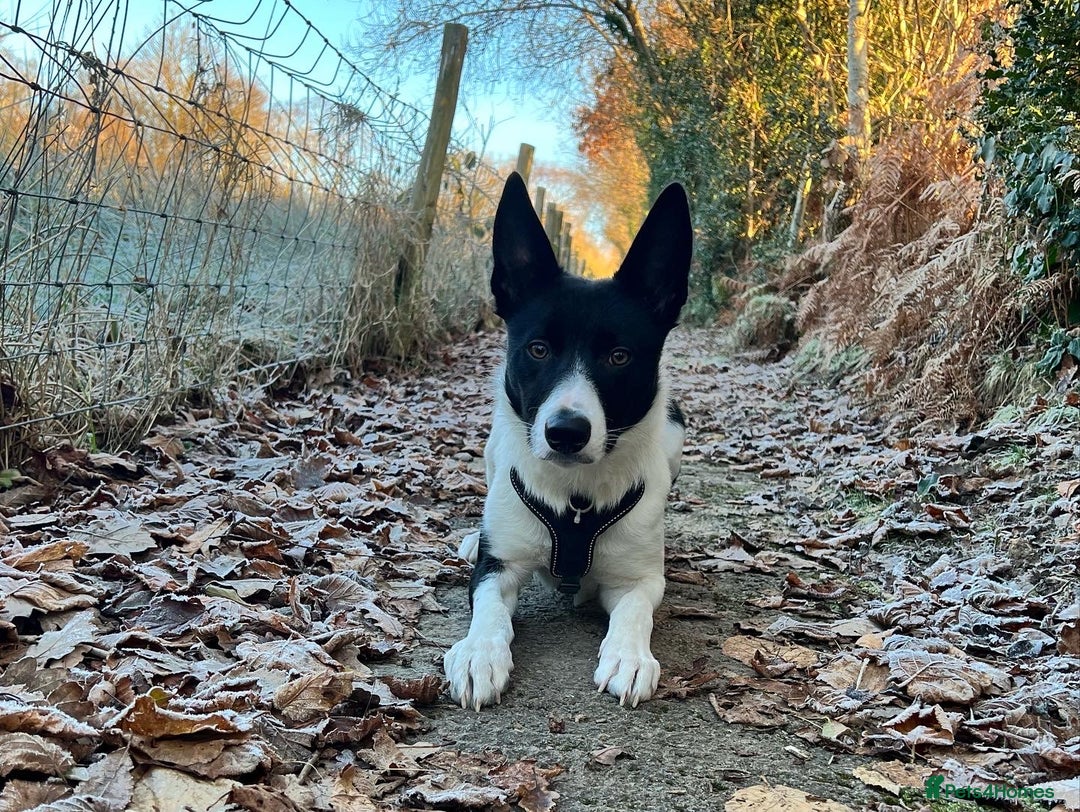 Border Collie dogs for sale: 3 year old male border collie - Kipper - Image 4