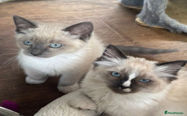 Burmese cats - Advert 3