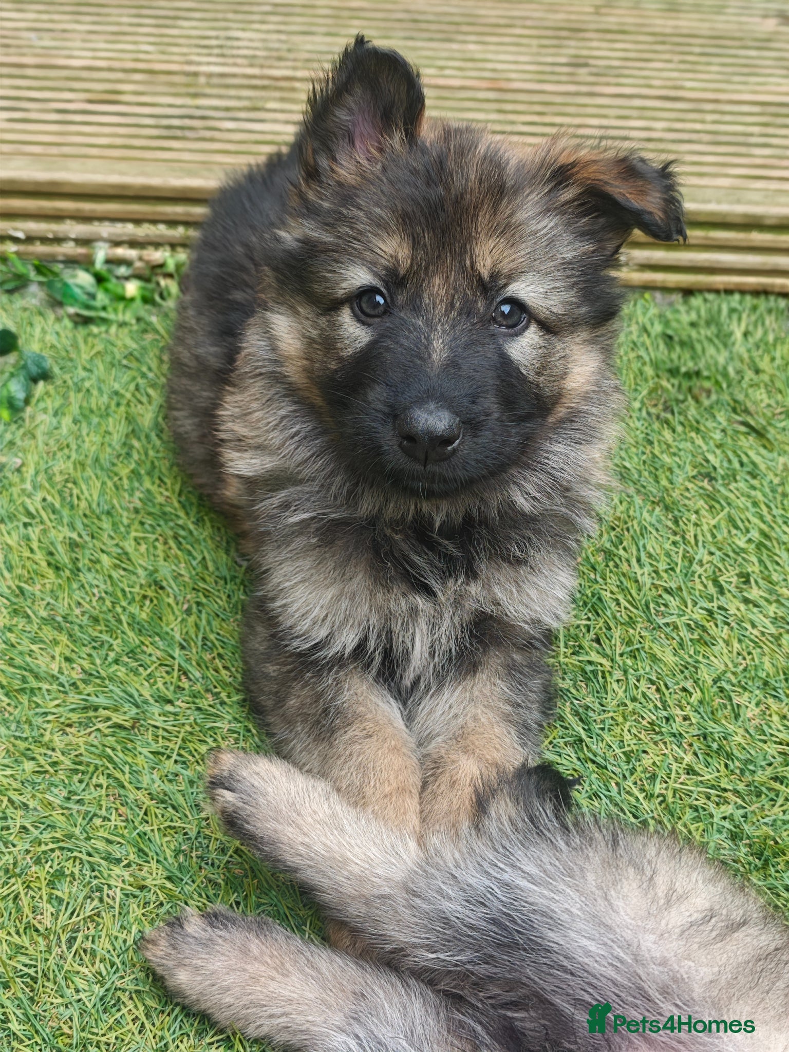 German Shepherd dogs for sale: 3 Purebred Pups XL Long-Hair GSD Girl Puppies - Advert 10