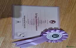 Mixed Breed dogs for sale: Looking for a new family - Image 3