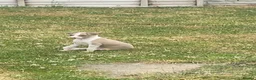 Italian Greyhound dogs for sale: Italian greyhounds in Doncaster - Advert 2