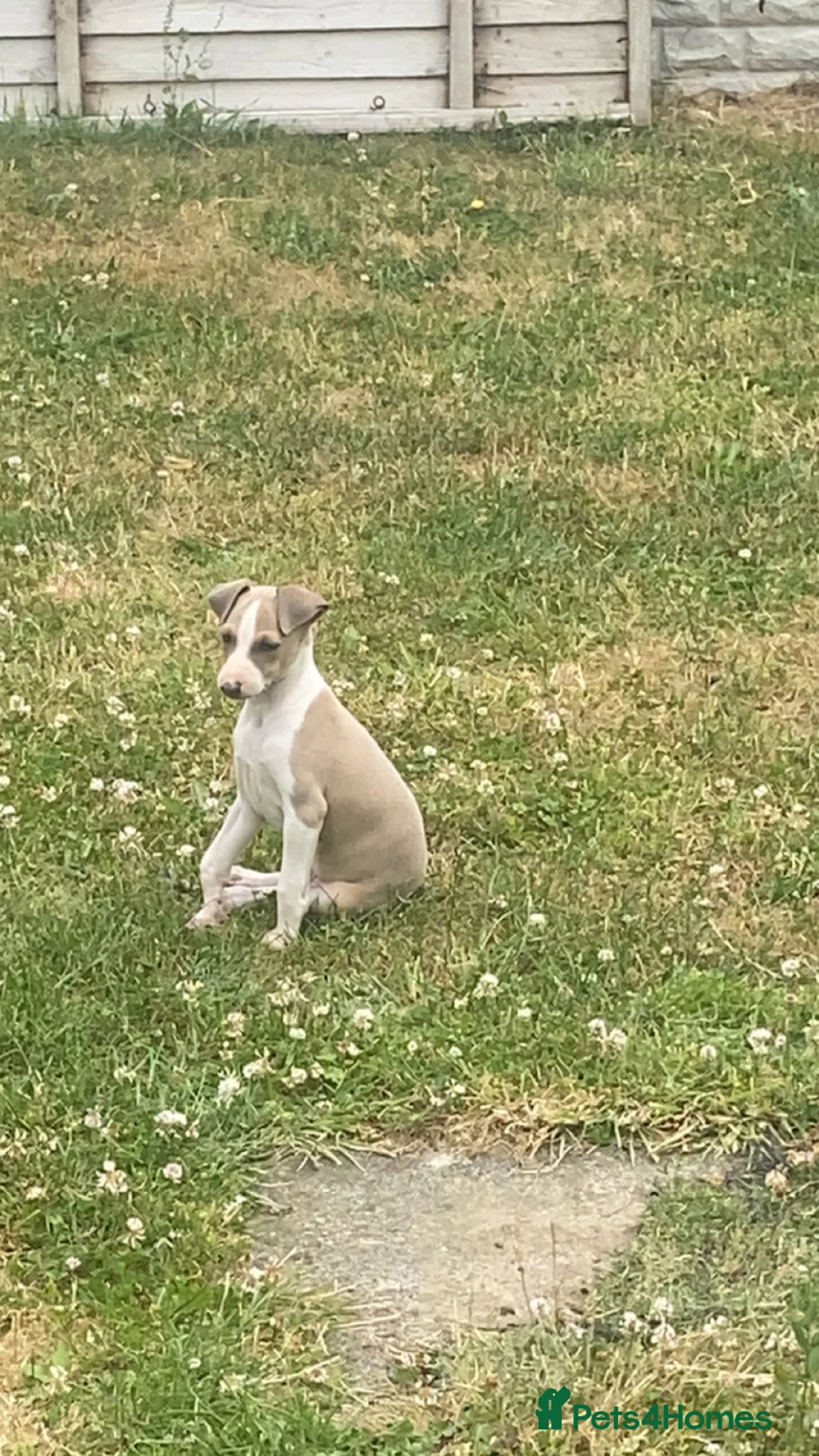 Italian Greyhound dogs for sale: Italian greyhounds in Doncaster - Advert 2
