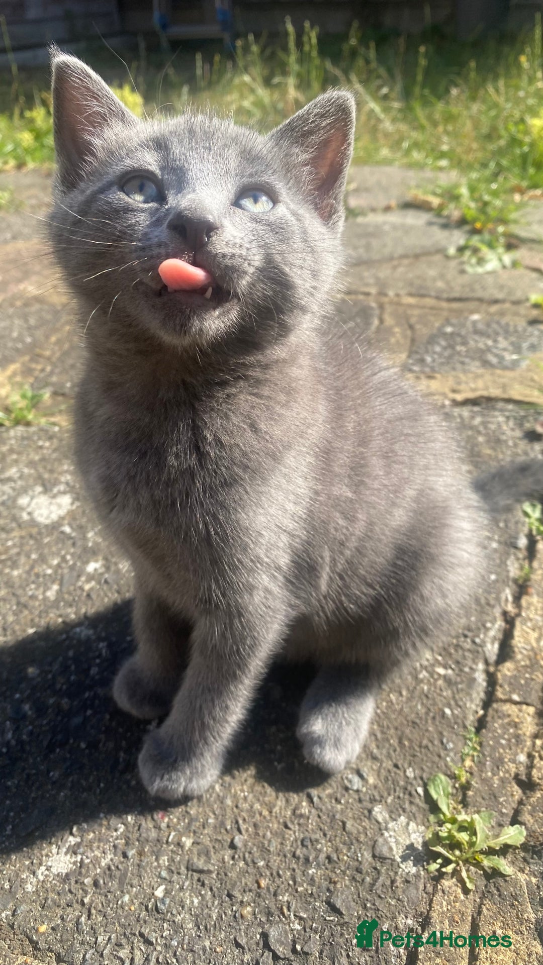 Mixed Breed cats for sale: 3 2 month old TORTIE x BRITISH SHORTHAIR KITTENS - Image 19