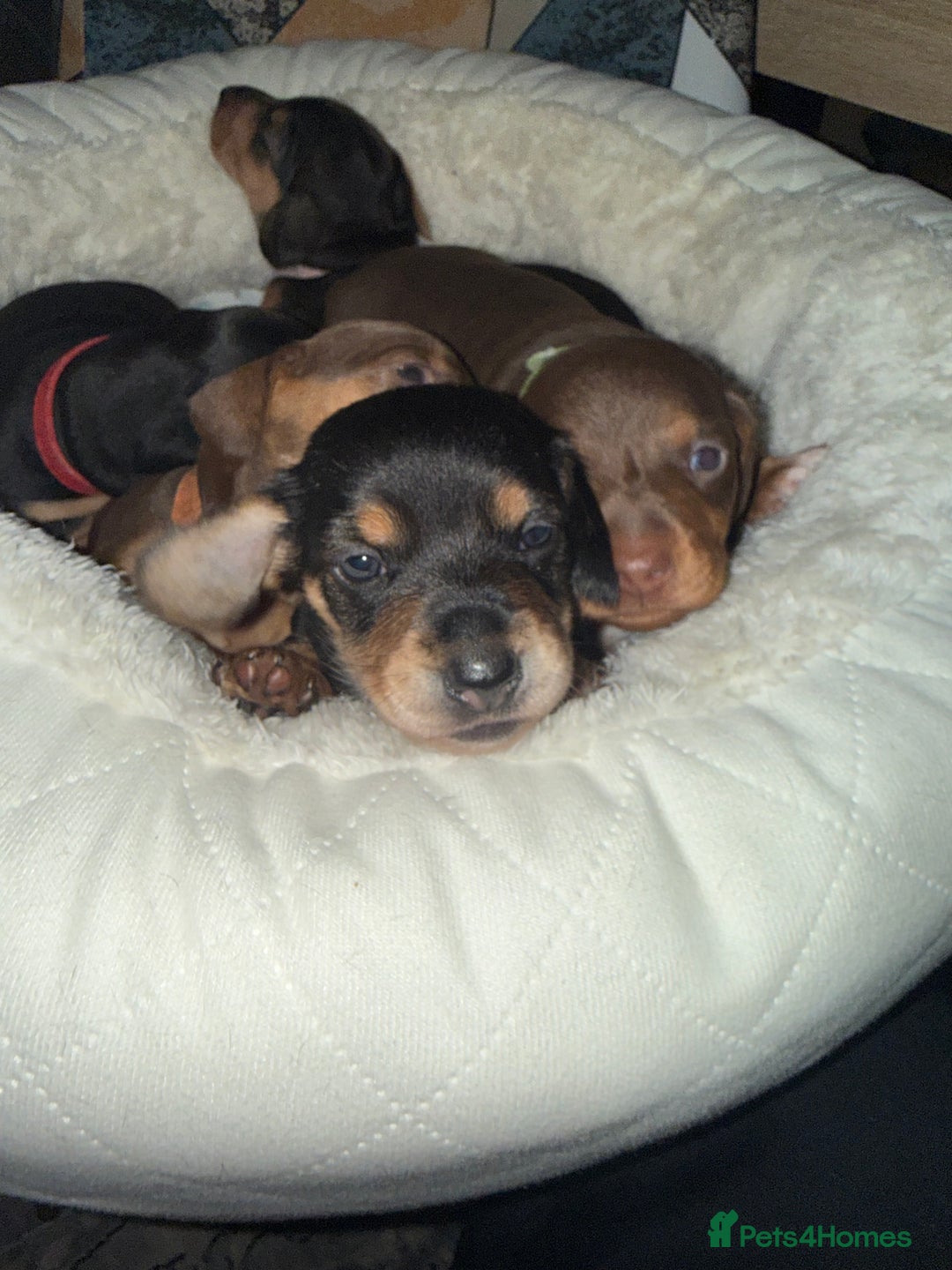 Miniature Dachshund dogs for sale: Miniature Dachshund's   - Advert 17