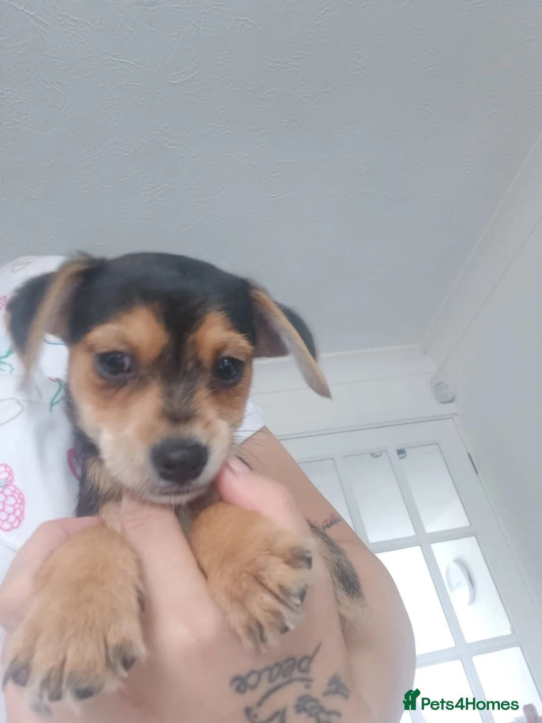 Mixed Breed dogs for sale: Lakeland Russell’s  in Sittingbourne - Advert 2