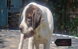 Central Asian Shepherd dogs for sale: Beautiful Alabai Mastiff puppies  in Pulborough - Image 16